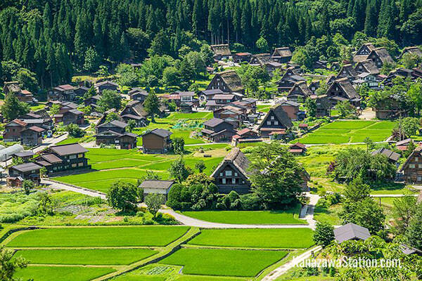 Du lịch Nhật Bản vào mùa hè để ngắm màu xanh mướt của làng cổ Shirakawago