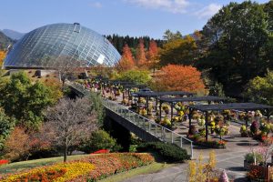 Tour du lịch Nhật Bản 5N4Đ: TOTTORI–KYOTO-OSAKA-SHIMANE