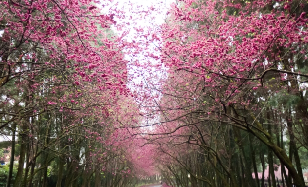 Vẻ đẹp hoa anh đào tại Đài Loan
