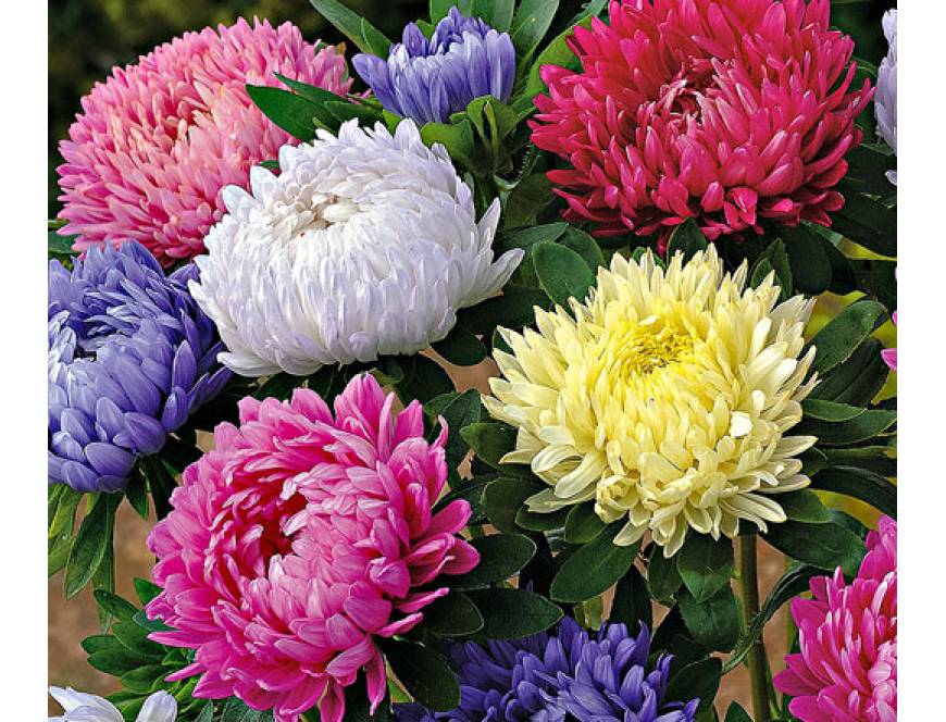 Hoa cúc Nhật Bản - Đến với hình ảnh hoa cúc Nhật Bản, bạn sẽ được trải nghiệm sự thanh lịch và tinh tế của con người Nhật Bản, củng cố thêm sự đa dạng và độc đáo của loài hoa này. Hãy đắm mình trong không gian cổ điển của Nhật Bản và thưởng thức vẻ đẹp của hoa cúc tuyệt vời này.
