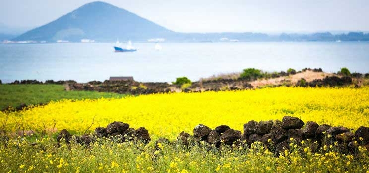 đảo Jeju Hàn Quốc