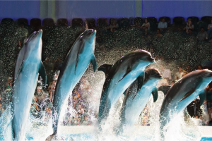 Du lịch Dubai Dolphinarium – Thưởng thức màn trình diễn cá heo