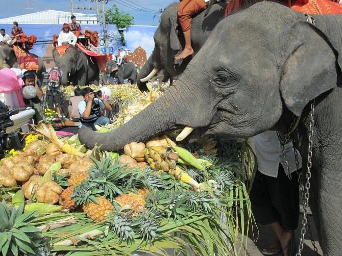 khám phá lễ hội voi surin ở thái lan