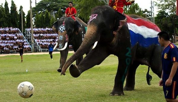 lễ hội voi surin tại thái lan