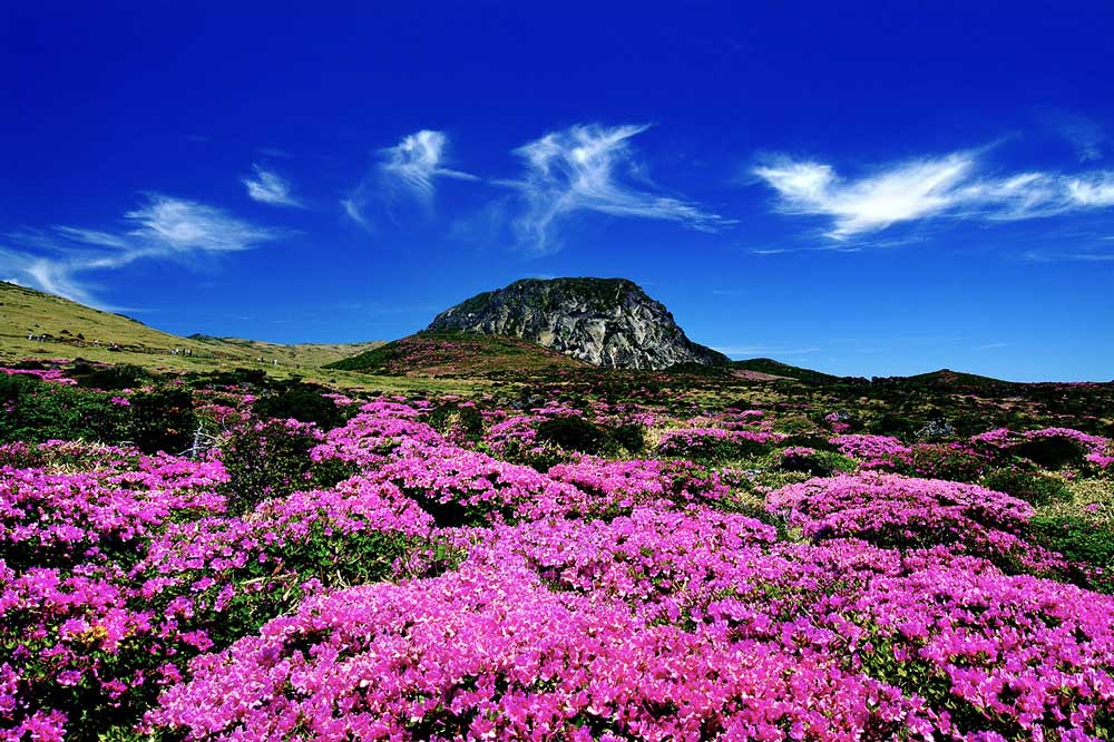 Thời điểm lý tưởng để đi du lịch đảo Jeju?