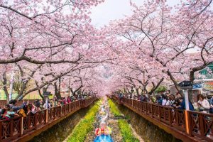 Những địa điểm ngắm hoa anh đào đẹp nhất tại Hàn Quốc