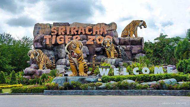 Du lịch Thái Lan ghé Tiger zoo