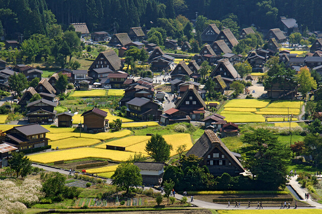 Ngắm vẻ đẹp lãng mạn của Shirakawago vào mùa thu trong tour Nhật Bản