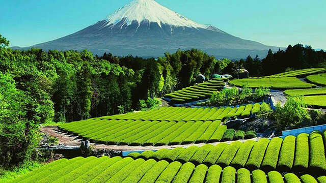 Nếu muốn chinh phục núi Phú Sĩ bạn nên đặt tour du lịch Nhật Bản vào tháng 7, tháng 8