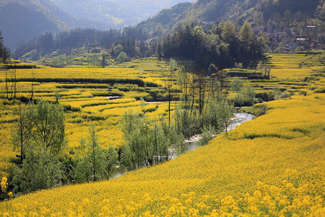 Du khách trong tour du lịch Trung Quốc khi đến Lệ Giang vào tháng 10 còn được chiêm ngưỡng những cánh đồng vàng ruộm, đương mùa thu hoạch