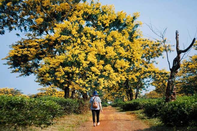 Bọ cạp vàng được trồng rất nhiều ở Thái Lan
