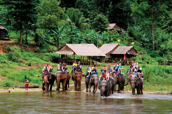 Tắm voi dưới suối ở Chiang Mai