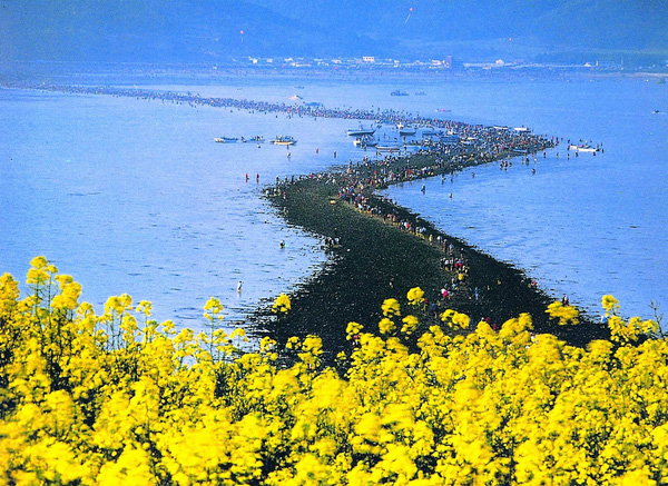 Đảo Jindo Hàn Quốc