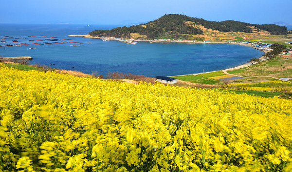 Đảo Cheongsan
