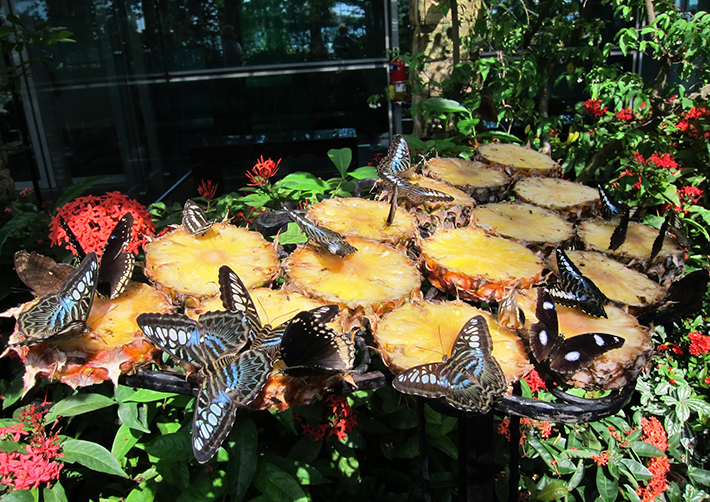 Butterfly Garden