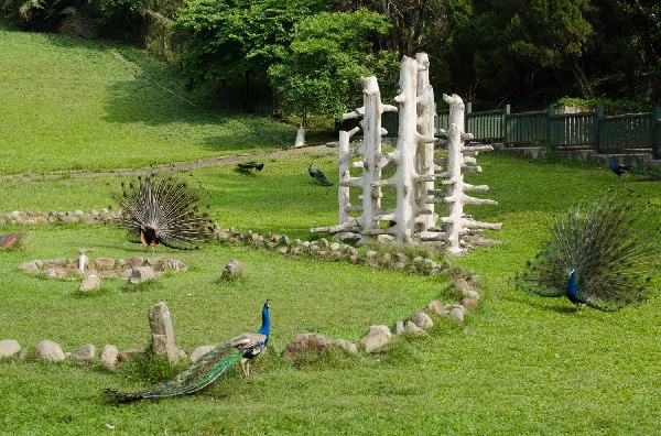 Peacock Garden 