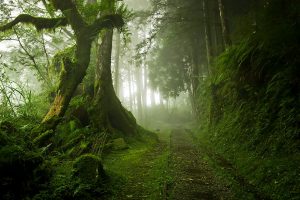 Khám phá vẻ đẹp thiên nhiên ở rừng tái sinh Taipingshan Đài Loan