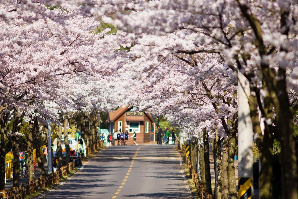 Hoa anh đào nở rộ trên đảo Jeju