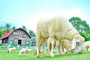 Tham quan Pattaya Sheep Farm khi đi tour Thái Lan giá rẻ