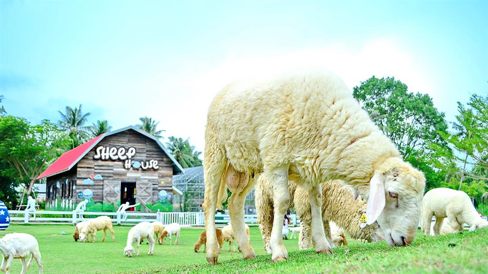 Pattaya Sheep Farm, Thái Lan