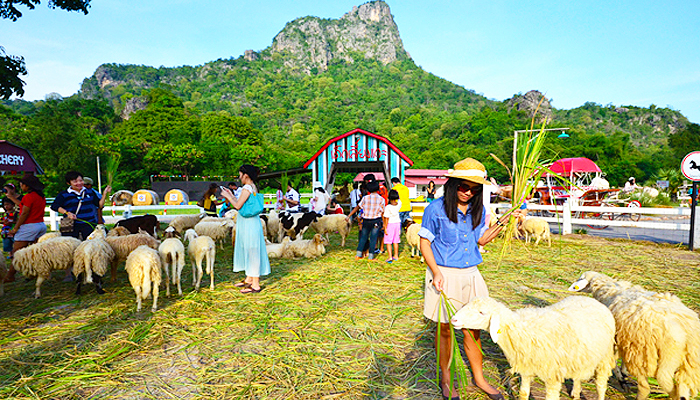 nông trại Swiss Sheep Farm Thái Lan