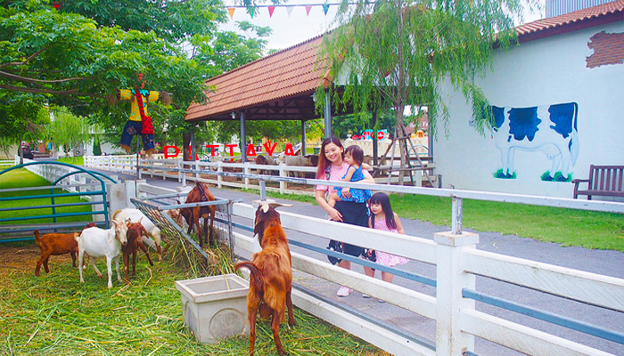 nông trại Swiss Sheep Farm Thái Lan