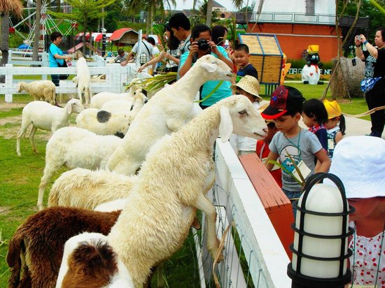 Pattaya Sheep Farm, Thái Lan