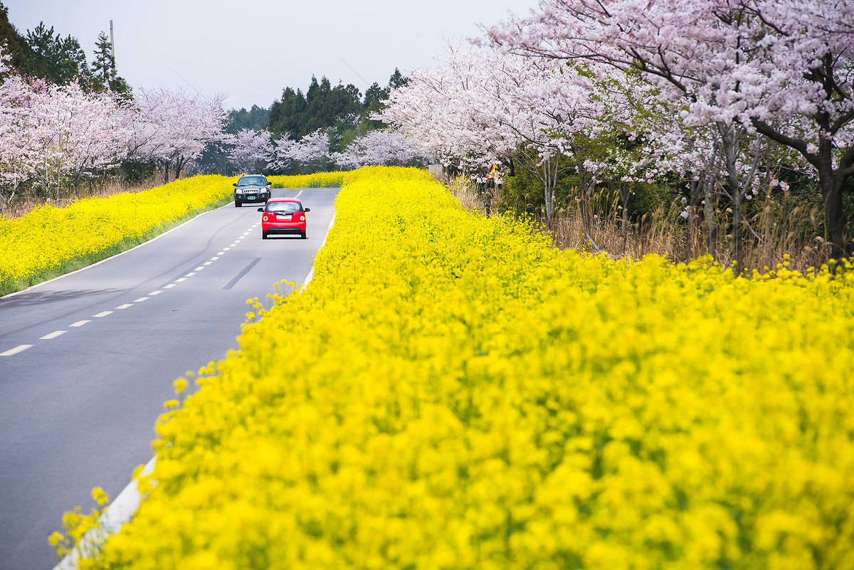 Du lịch Hàn Quốc để ngắm hoa cải dầu tại Busan