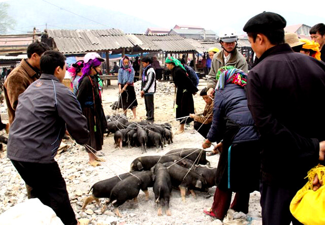 Lợn cắp nách ở Sapa được nuôi theo hình thức thả rông và tự kiếm ăn nên kích thước rất nhỏ bé