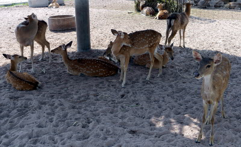 Pattaya Sheep Farm