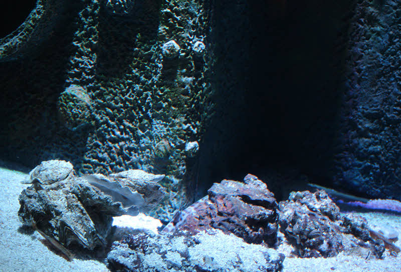 Các rặng san hô