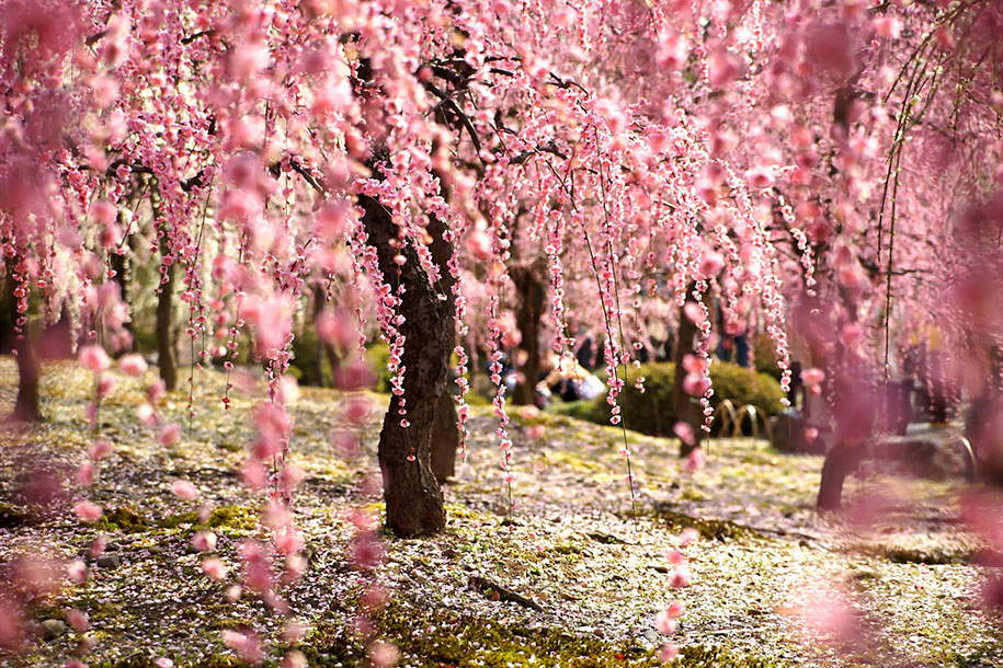 Sakura (Hoa Anh Đào) Nhật Bản
