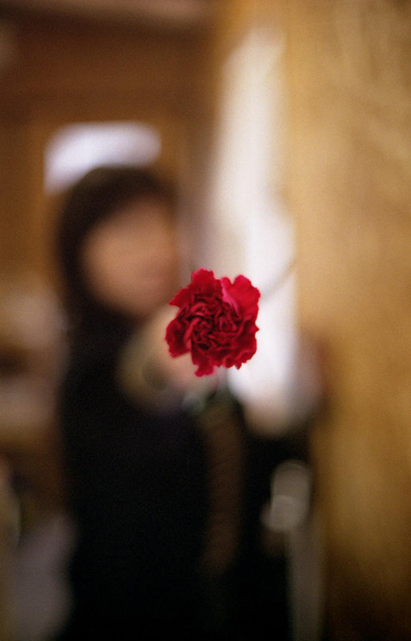 Hoa cẩm chướng đỏ