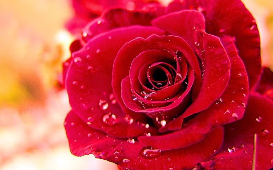 Hoa hồng đỏ (Akaibara, 赤 い 薔薇)