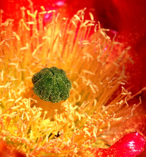 Hoa xương rồng (saboten no hana, さ ぼ て ん の 花)