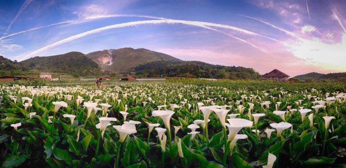 Hoa loa kèn ở núi Dương Minh Sơn