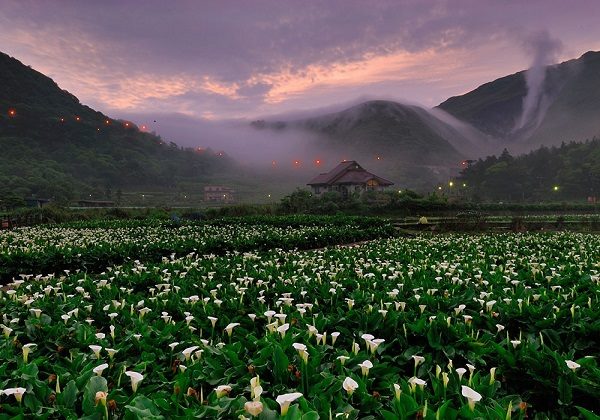 hoa Loa kèn trắng trên núi Dương Minh