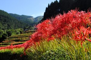 Bỉ ngạn – Loài hoa của sự biệt ly trên nước Nhật Bản