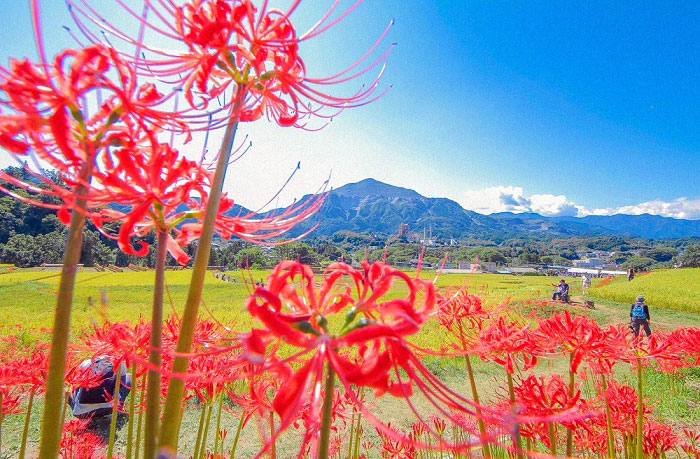 Bỉ ngạn - Loài hoa của sự biệt ly trên nước Nhật Bản