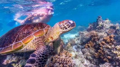 Lặn hoặc lặn rạn san hô Ningaloo