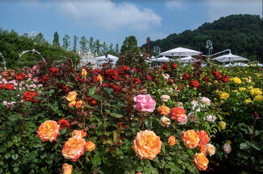 lễ hội hoa hồng ở công viên Everland