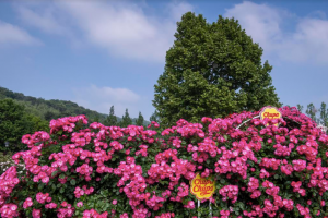 Tham dự lễ hội hoa hồng ở công viên Everland khi đi du lịch Hàn Quốc