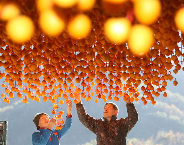 Du khách nên ghé tỉnh Gyeongsang để khám phá quy trình chế biến những trái hồng dẻo chất lượng nhất
