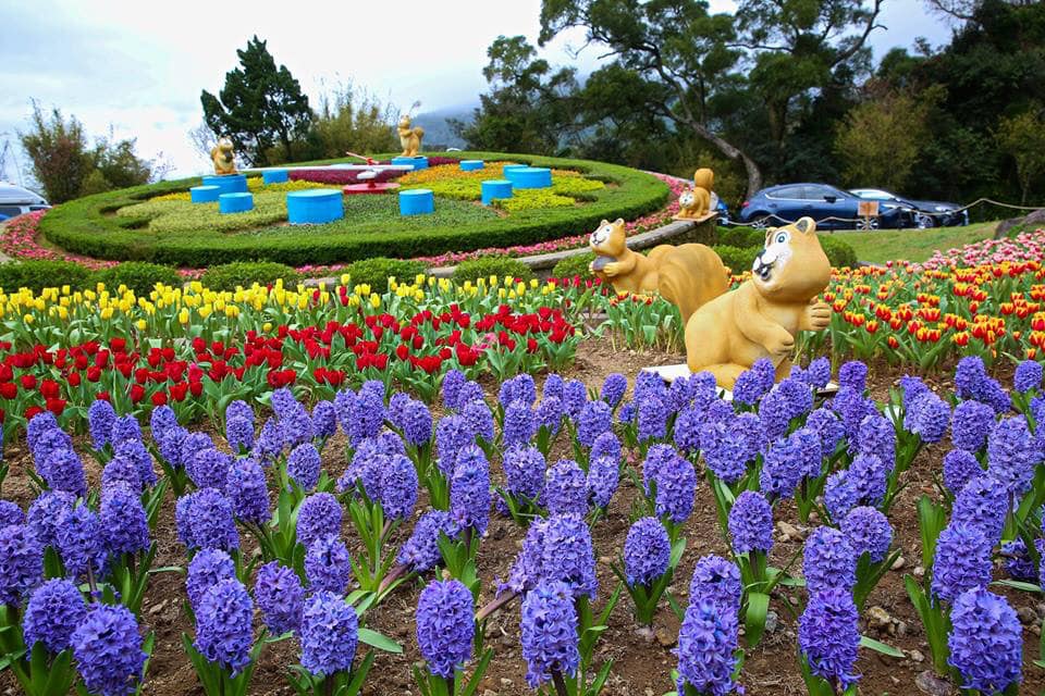 Mùa hoa Yangmingshan đẹp lung linh