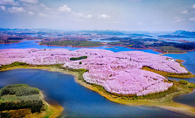 Công viên đảo hoa anh đào rực rỡ sắc màu trong mùa xuân