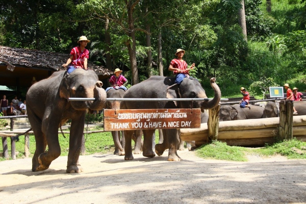 Trại voi Mae Sa (Mae Sa Elephant Camp)