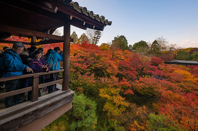 Vào mùa thu chùa Tofukuji được bao phủ bởi 2,000 cây lá đỏ Kaede