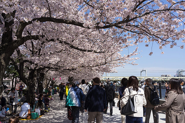 Công viên Sumida là nơi trông 640 gốc anh đào, tạo nên khung cảnh đẹp ná thở