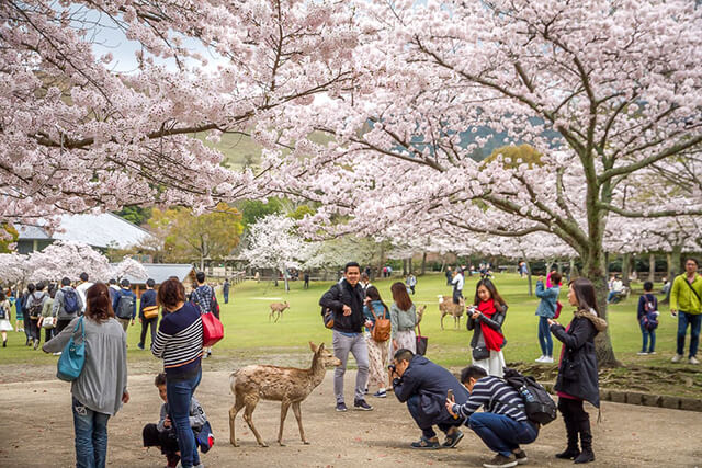 Đến công viên Nara để vừa ngắm hoa anh đào vừa chụp ảnh với những chú hươu dễ mến, thân thiện