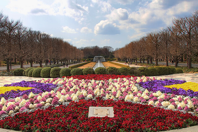 Đến với công viên tưởng niệm Showa Kinen, Nhật Bản du khách sẽ cảm tưởng như đang lạc vào khu vườn cổ tích